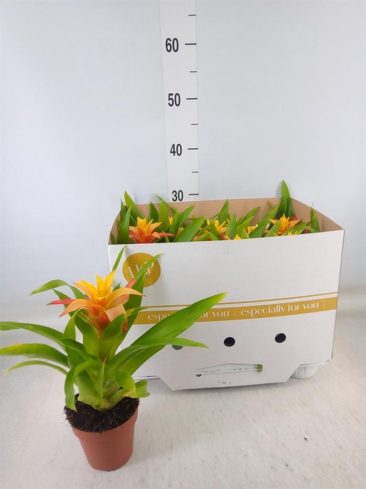 <h4>Guzmania 'Flava'</h4>