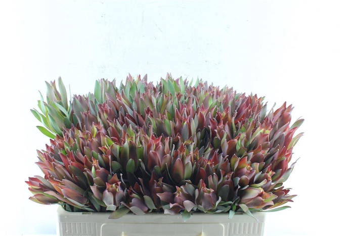 <h4>Leucad High Light</h4>