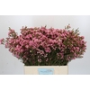 Chamelaucium Sarah's Delight