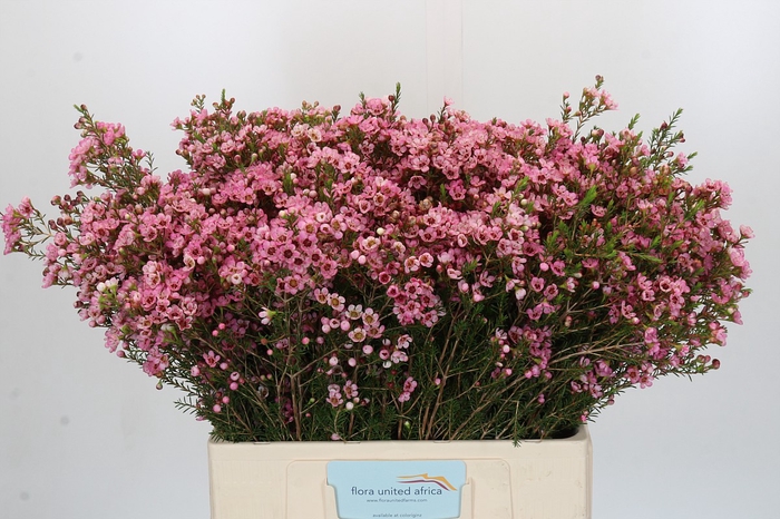 <h4>Chamelaucium Sarah's Delight</h4>