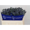 Eryngium Blue Dynamite