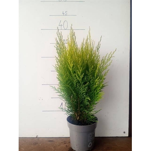 Chamaecyparis law. Broomhill Gold 11Ø 35cm