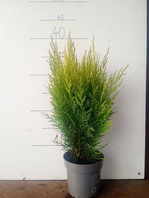 Chamaecyparis law. Broomhill Gold 11Ø 35cm