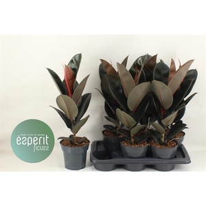 Ficus elastica Abidjan 17Ø 59cm 1pp