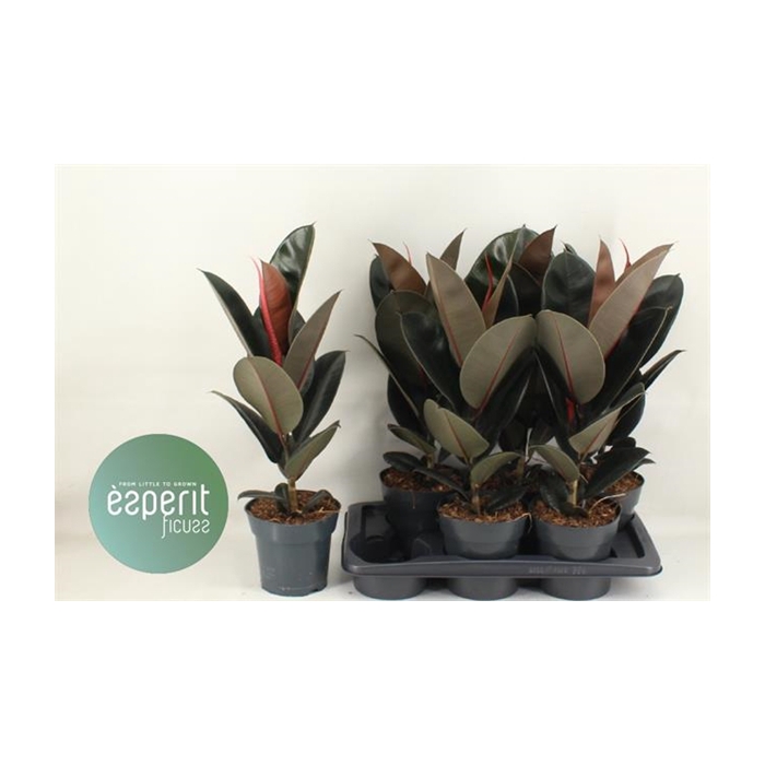 <h4>Ficus elastica Abidjan 17Ø 59cm 1pp</h4>