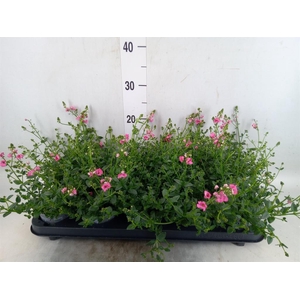 Diascia  'Ruby Field'