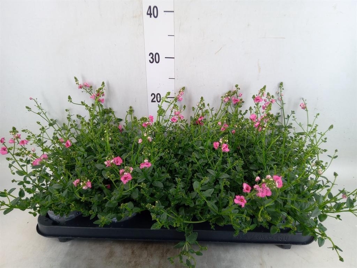 <h4>Diascia  'Ruby Field'</h4>