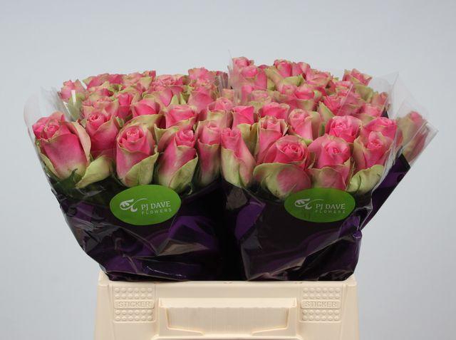 <h4>R GR BELLEVUE</h4>