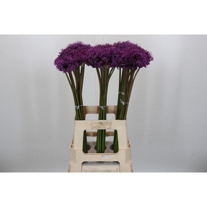 Allium Gladiator