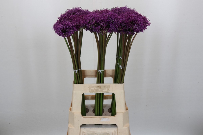 Allium Gladiator