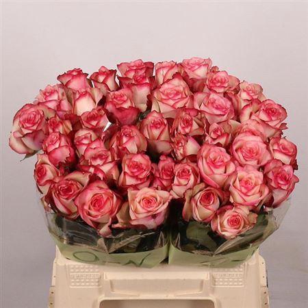 <h4>R Gr Paloma</h4>