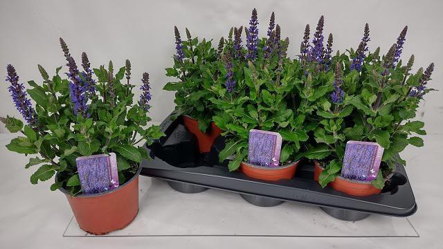 <h4>SALVIA NE MIDNIGH PU</h4>