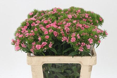 <h4>Di Barb Earl Light Pink Bre</h4>