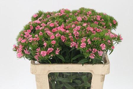 <h4>Di Barb Earl Light Pink Bre X80</h4>