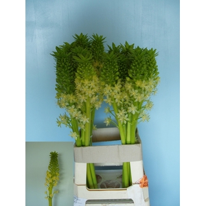 EUCOMIS P-E GOLIATH