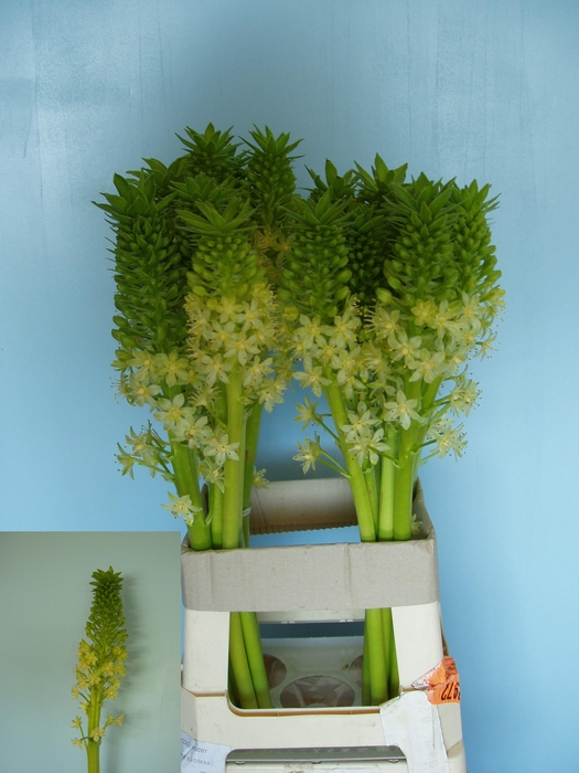 <h4>EUCOMIS P-E GOLIATH</h4>