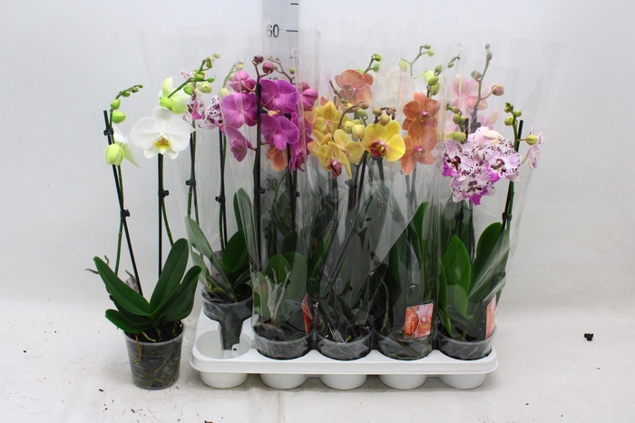 PHAL GEM