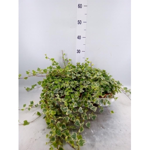 Hedera helix 'White Wonder'
