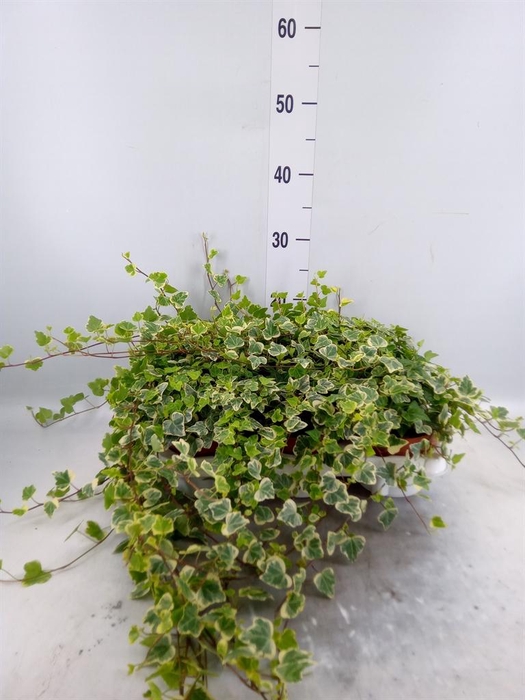 <h4>Hedera helix 'White Wonder'</h4>