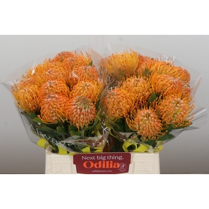 Nutans Soleil