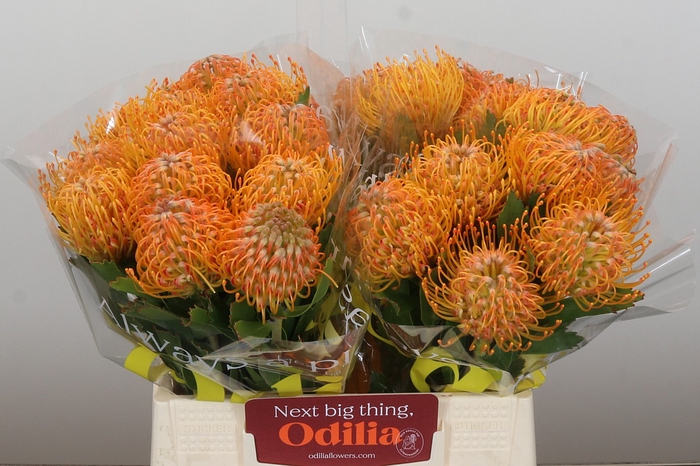 Nutans Soleil