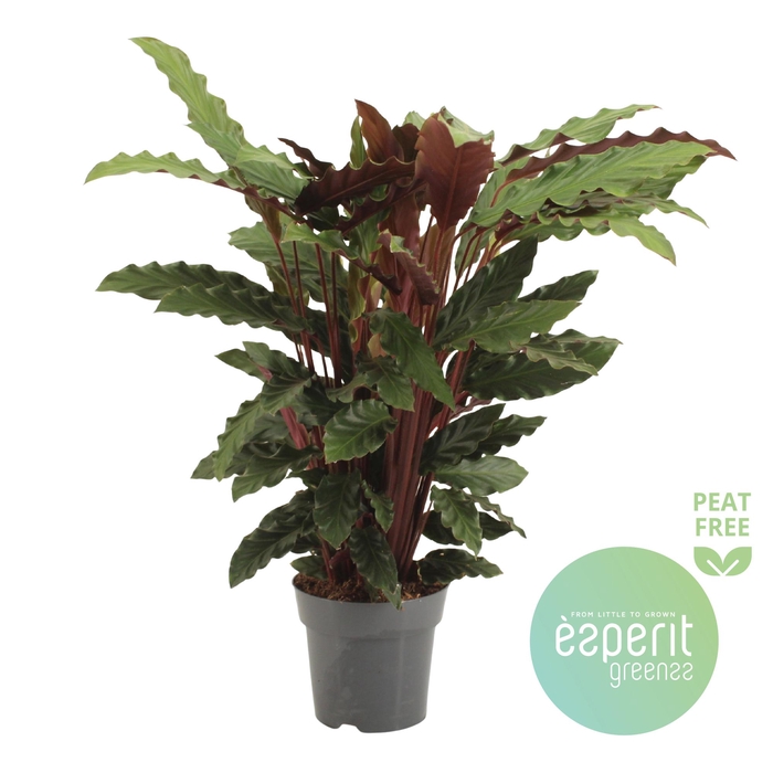 <h4>Calathea Rufibarba</h4>