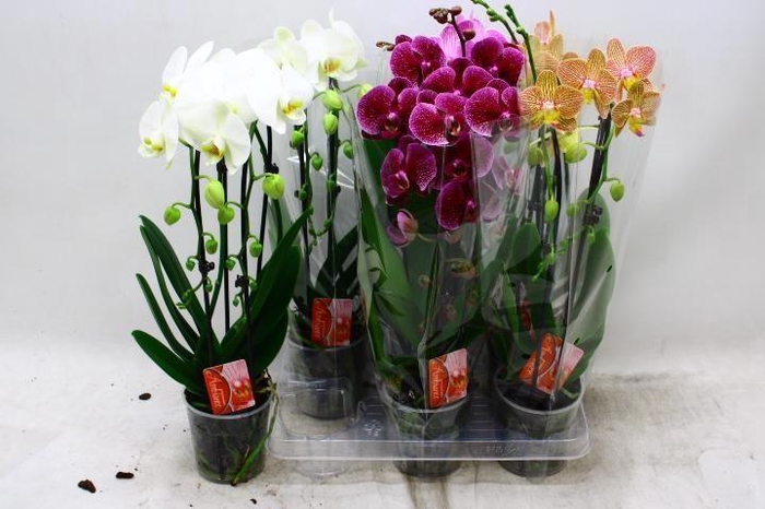 <h4>PHAL EL CASCADE</h4>