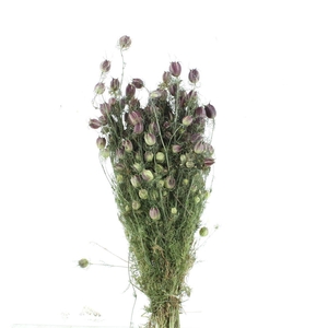 Dried Nigella Black Pod Bs N L
