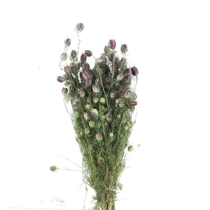 Dried Nigella Black Pod Bs N L