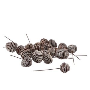 Pick Nature Platysperum Whitewash P/50