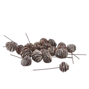 Pick Nature Platysperum Whitewash P/50