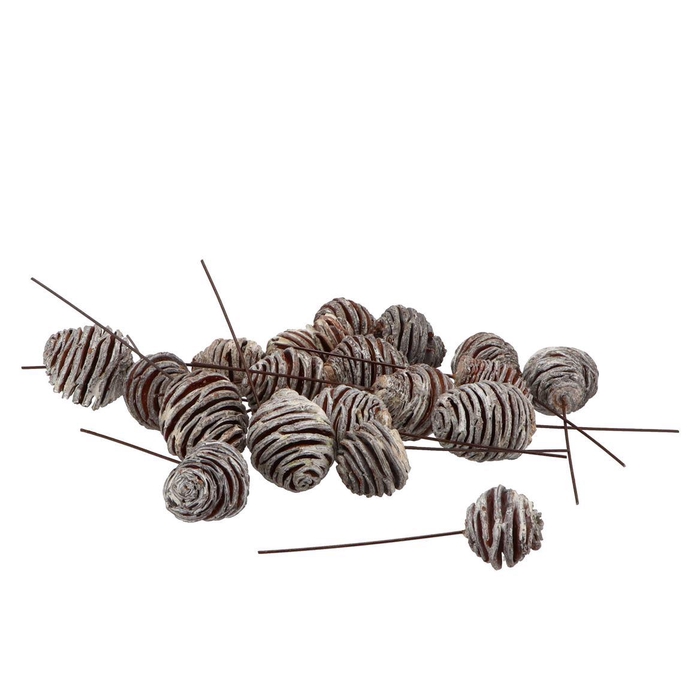 <h4>Pick Nature Platysperum Whitewash P/50</h4>