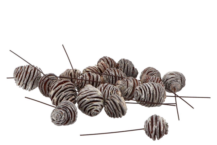 Pick Nature Platysperum Whitewash P/50