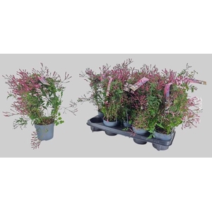 JASM POLYANTHUM RZ