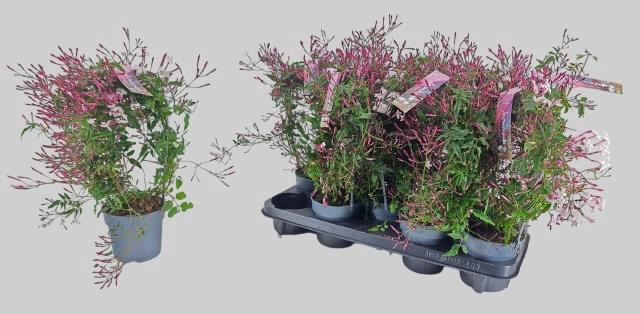 <h4>JASM POLYANTHUM RZ</h4>