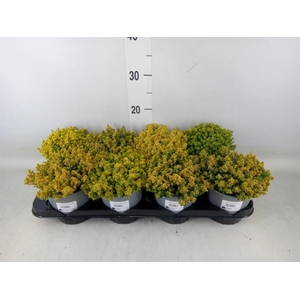 Thymus citriodorus 'Aureus'