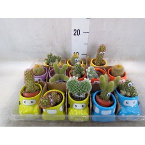 Cactus   ...decorated