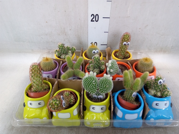 <h4>Cactus   ...decorated</h4>