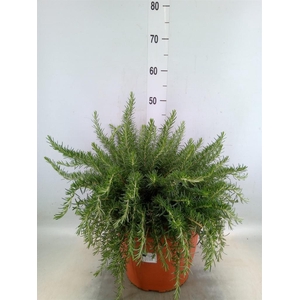 Rosmarinus offi. 'Prostratus'