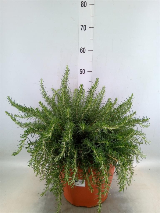 Rosmarinus offi. 'Prostratus'