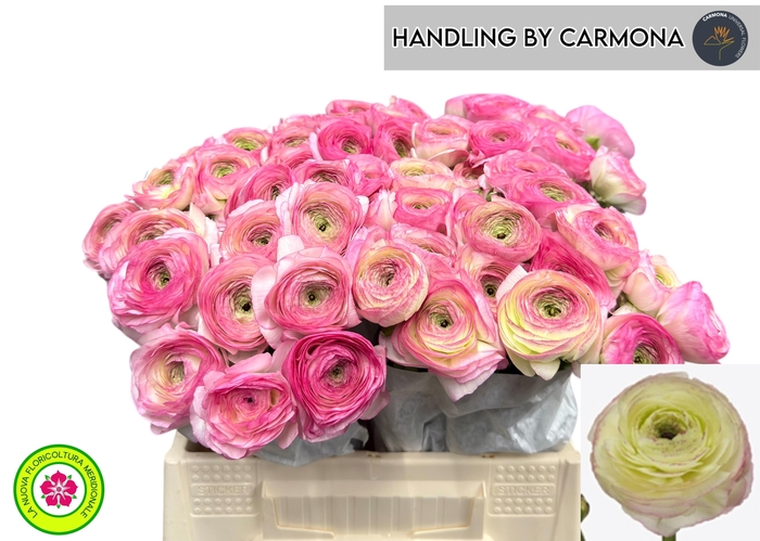 <h4>RAN SU FELICIDADE</h4>