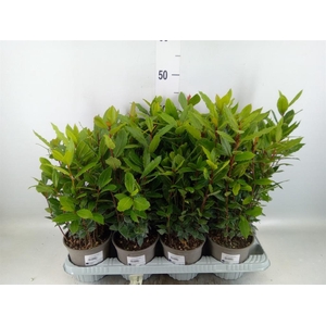 Laurus nobilis