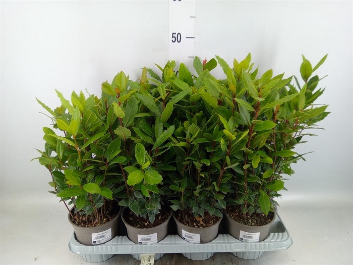 <h4>Laurus nobilis</h4>
