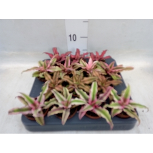 Cryptanthus   ...mix