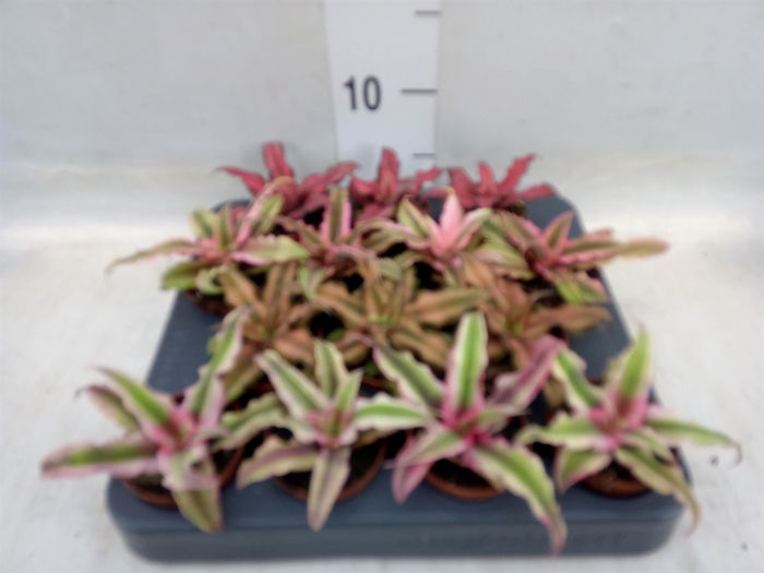 <h4>Cryptanthus   ...mix</h4>