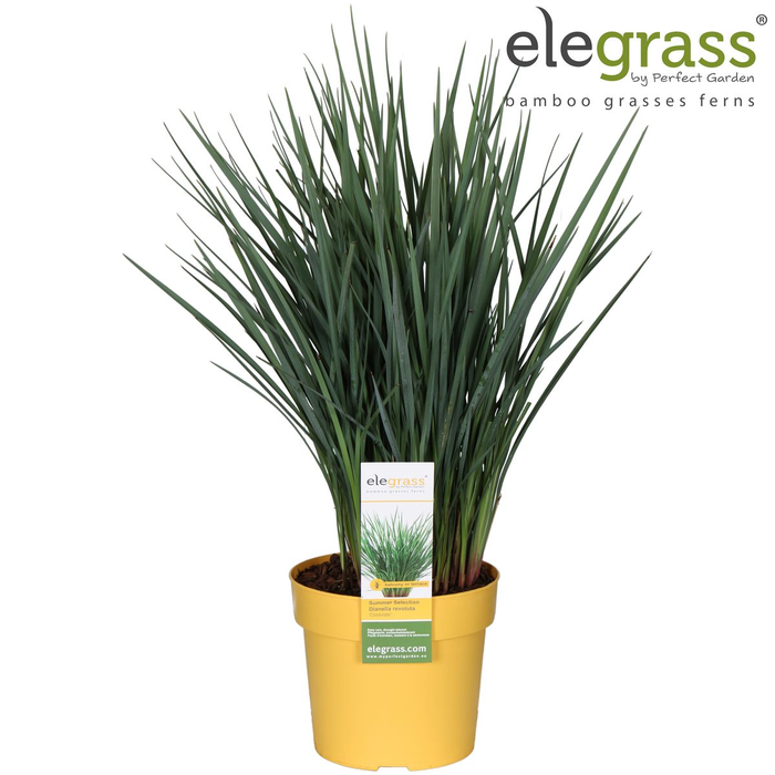 <h4>Dianella Coolvista P19 - Elegrass Patio</h4>