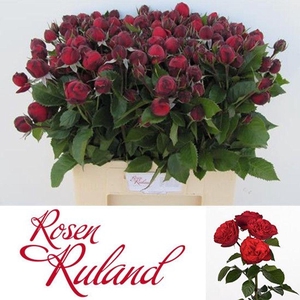 Rosa spray freiland red piano