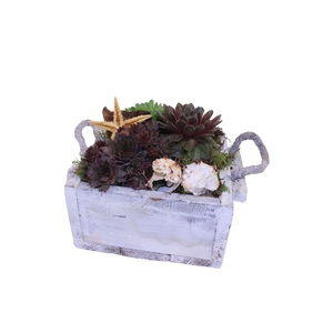 Arr.  Sempervivum L%