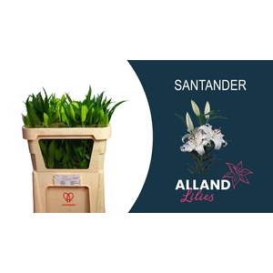 LI OR SANTANDER