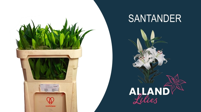 <h4>LI OR SANTANDER</h4>